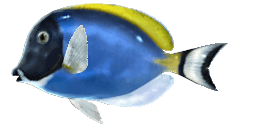 POWDERBLUE SURGEONFISH