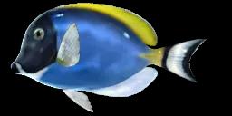 POWDERBLUE SURGEONFISH