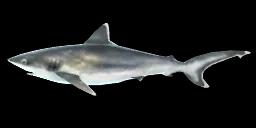 SILVERTIP SHARK