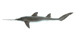 SIXGILL SAWSHARK