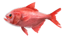 SPLENDID ALFONSINO