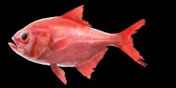 SPLENDID ALFONSINO