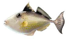 STARRY TRIGGERFISH