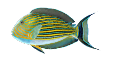 STRIPED SURGEONFISH