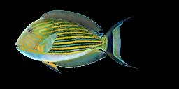 STRIPED SURGEONFISH