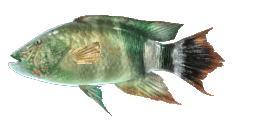 TRIPLETAIL WRASSE