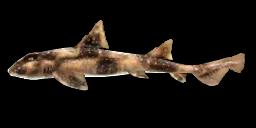 WHITESPOTTED BULLHEAD SHARK