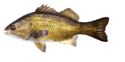 AUSTRALIAN BASS