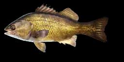 AUSTRALIAN BASS