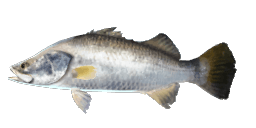 BARRAMUNDI