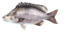 BLACK BREAM