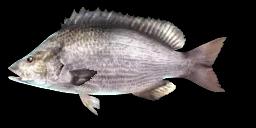 BLACK BREAM