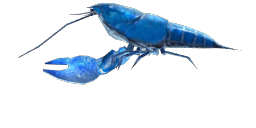 BLUE YABBY