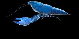 BLUE YABBY