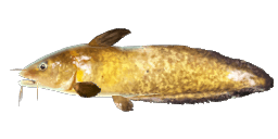 EEL-TAILED CATFISH