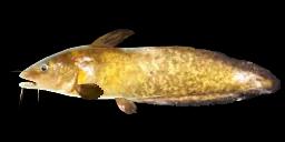 EEL-TAILED CATFISH