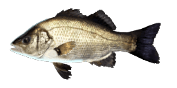 ESTUARY PERCH