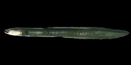 SPECKLED LONGFIN EEL