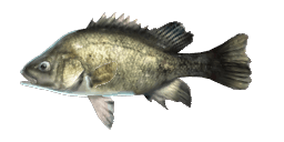 MACQUARIE PERCH