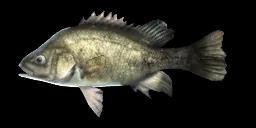 MACQUARIE PERCH