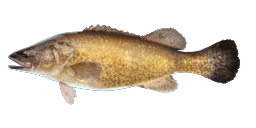 MURRAY COD