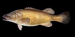 MURRAY COD