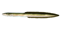 SHORTFIN EEL