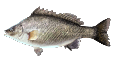 SILVER PERCH