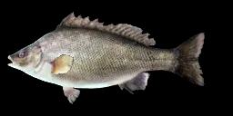 SILVER PERCH