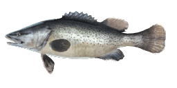 TROUT COD