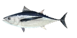 ALBACORE