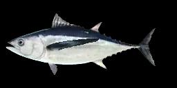 ALBACORE