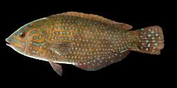 BLUESPOTTED WRASSE