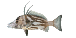 GIANT BOARFISH