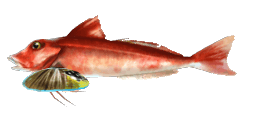 GURNARD