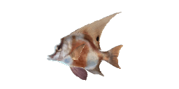 LONGFIN BOARFISH