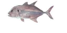 LONGNOSE TREVALLY