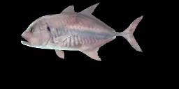 LONGNOSE TREVALLY