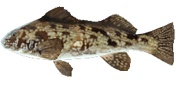 MARBLEFISH