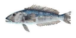 NEW ZEALAND BLUE COD