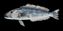 NEW ZEALAND BLUE COD