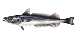 NEW ZEALAND HAKE