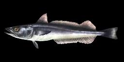 NEW ZEALAND HAKE