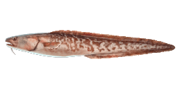 PINK CUSK-EEL