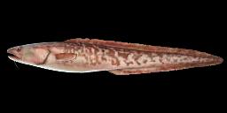 PINK CUSK-EEL