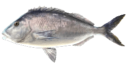 MORWONG NIEBIESKI