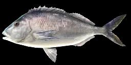 MORWONG NIEBIESKI