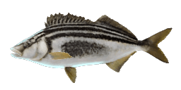 STRIPED TRUMPETER