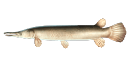 NICARAGUAN ALLIGATOR GAR