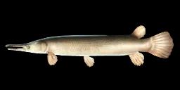 NICARAGUAN ALLIGATOR GAR